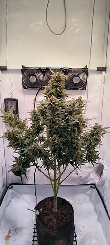 Growreport Bild 6