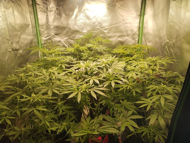 Growreport Bild 1