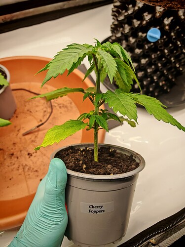 Growreport Bild 2
