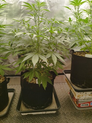 Growreport Bild 11