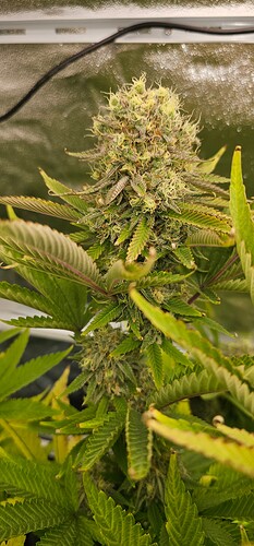 Growreport Bild 6