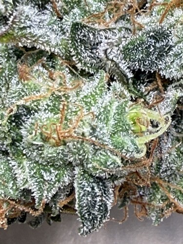 Growreport Bild 10