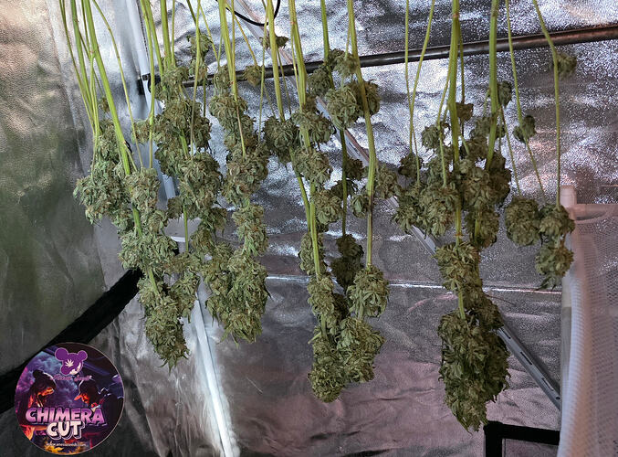 Growreport Bild 81