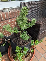 PXL_20240719_100620671