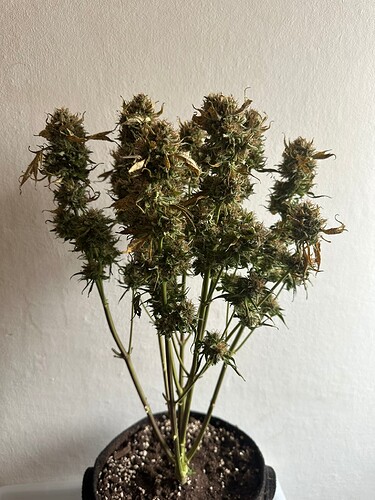 Growreport Bild 2