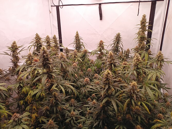 Growreport Bild 5