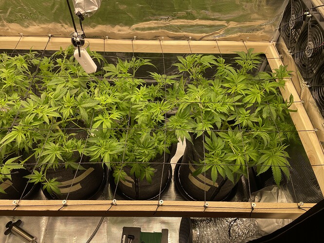 Mehrere Cannabis-Pflanzen in Vlies-Töpfen unter einem Netz, das zur Unterstützung des LST (Low Stress Training) dient. Die Pflanzen befinden sich in der Wachstumsphase und zeigen gesundes Blattwerk.