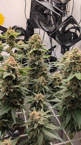 Growreport Bild 61