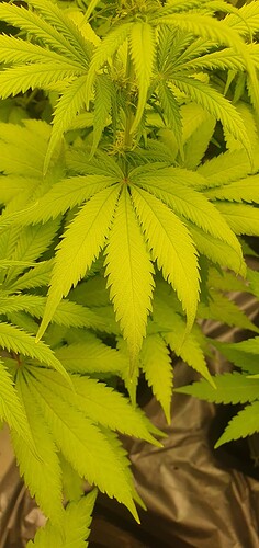 Growreport Bild 4