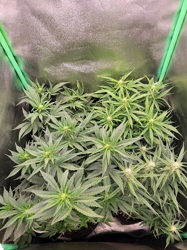 Growreport Bild 17