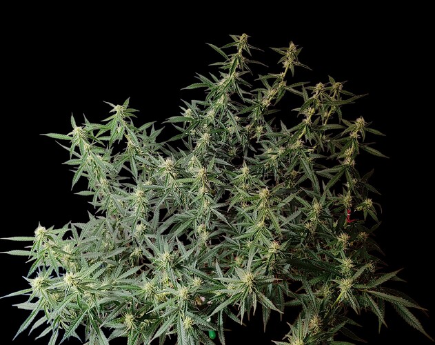Growreport Bild 19