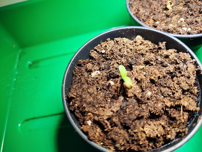 Growreport Bild 9