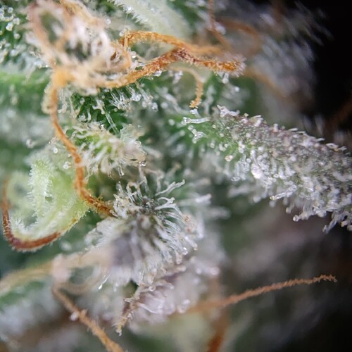 Growreport Bild 25