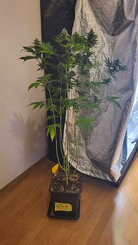 Eine Oreoz-1 Cannabispflanze in der Blütephase, die in einem schwarzen Topf mit der Beschriftung 'O-1' steht.