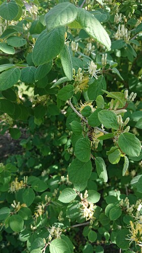 Growreport Bild 37