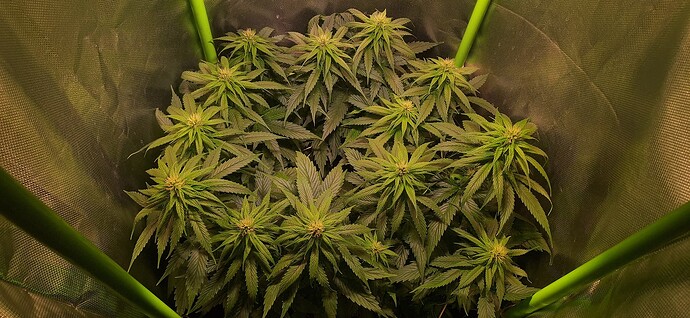 Growreport Bild 9