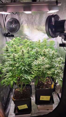Growreport Bild 7