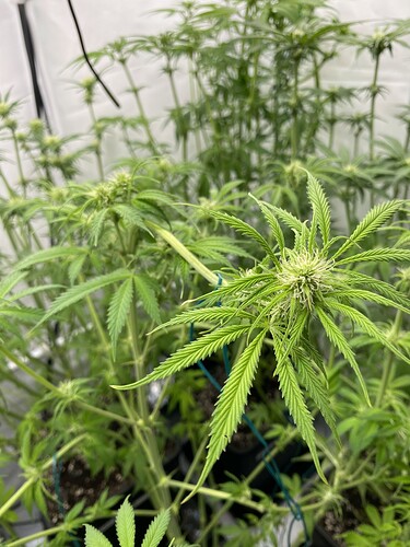 Growreport Bild 2