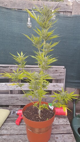 Growreport Bild 4