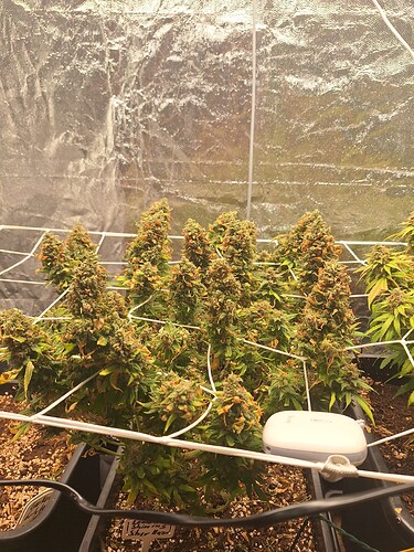 Growreport Bild 19