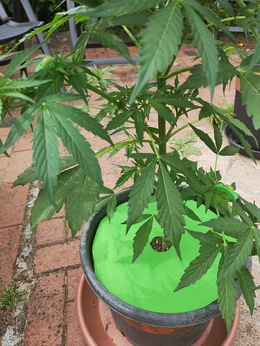Growreport Bild 8