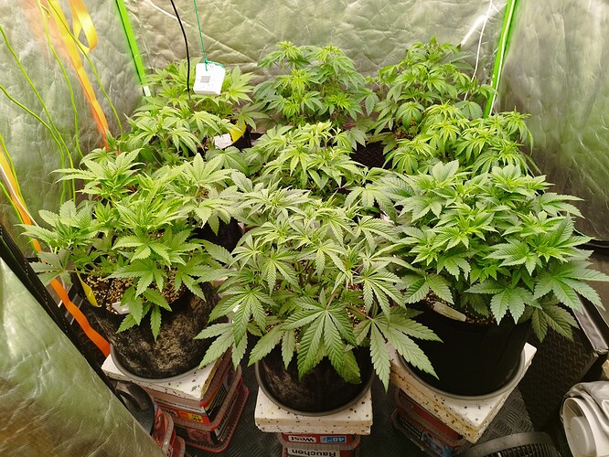 Mehrere junge Cannabispflanzen in Stofftöpfen, die in einer Growbox stehen. Die Pflanzen sind im Wuchsstadium und zeigen kräftiges grünes Blattwerk.