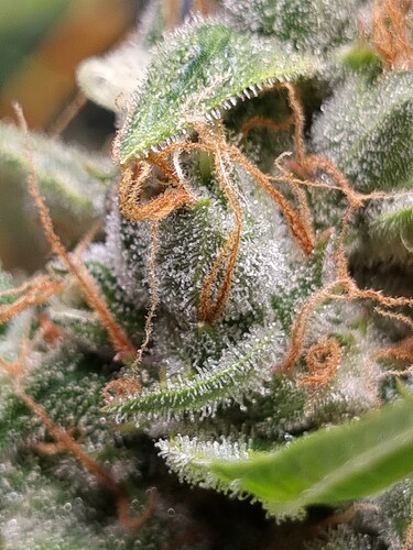 Growreport Bild 20