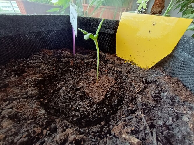 IMG_20240422_084808559_HDR