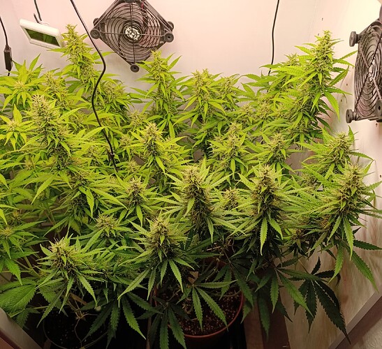 Growreport Bild 2