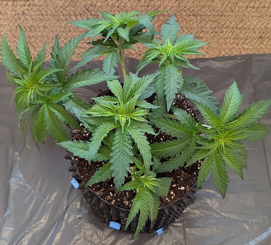 PXL_20250418_071558809.MP~2