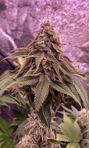 Growreport Bild 13