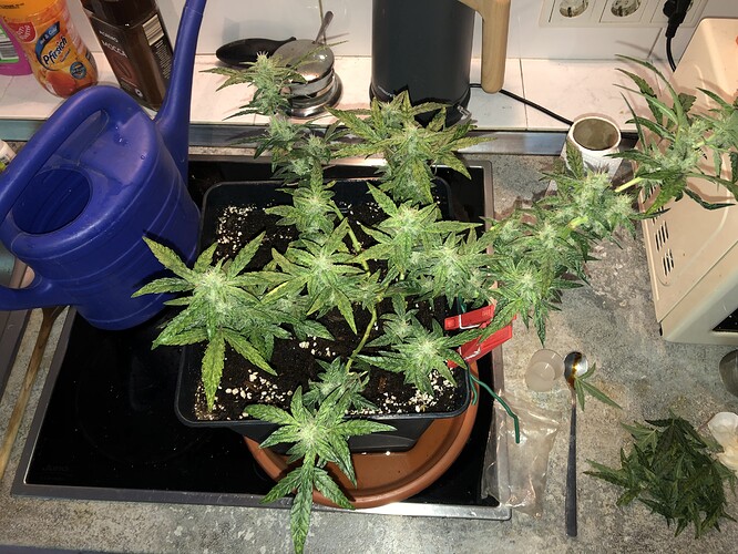 Growreport Bild 6