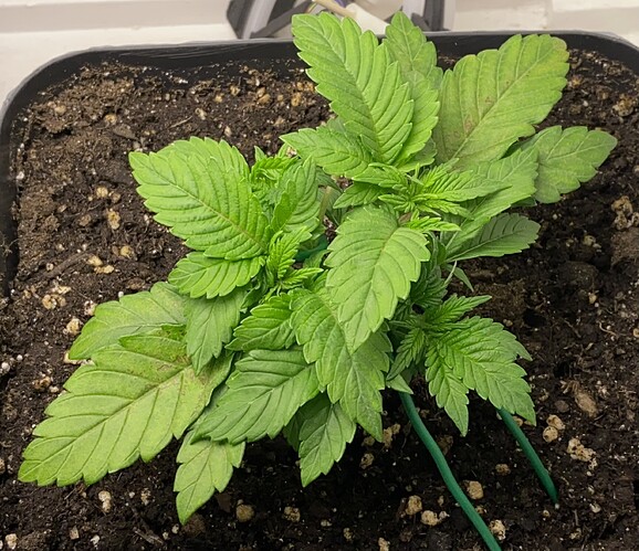 Growreport Bild 8