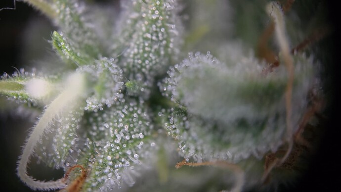 Growreport Bild 4