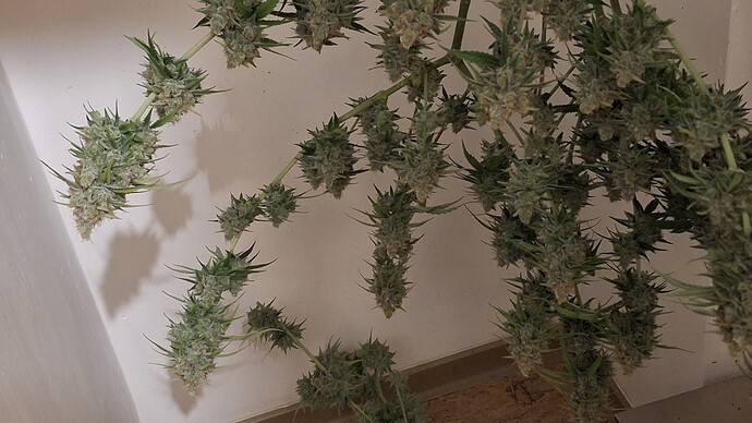 Growreport Bild 6