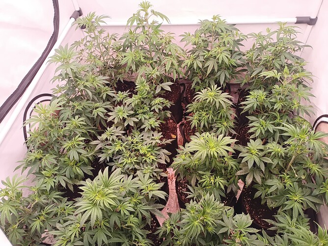 Growreport Bild 2