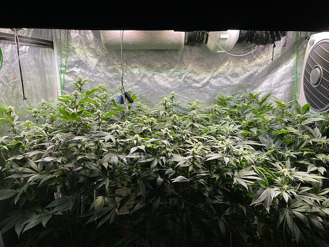 Growreport Bild 1