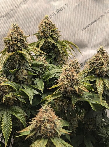 AGC_20240808_192906487.jpg_compressed