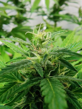 Growreport Bild 8