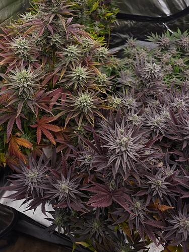 Growreport Bild 11