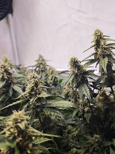 MVIMG_20251114_155745