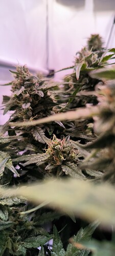 Growreport Bild 15