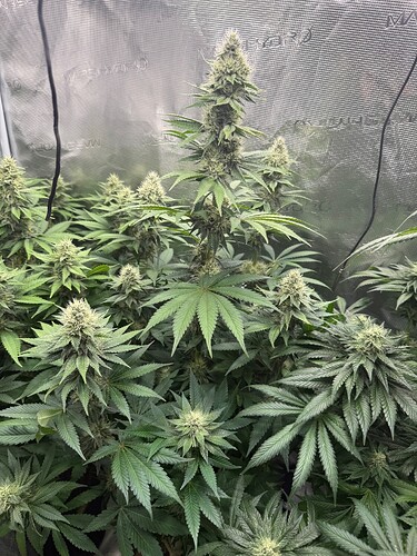 Growreport Bild 1