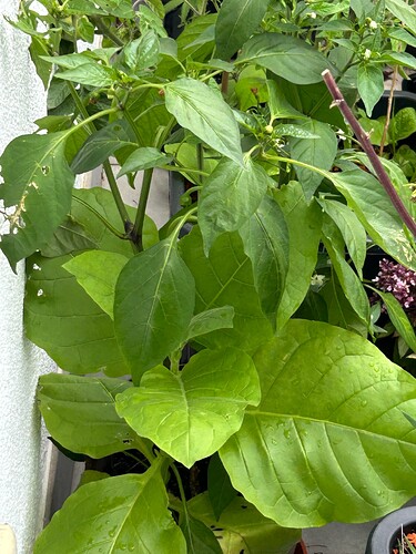 Growreport Bild 21