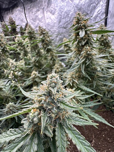 Growreport Bild 7