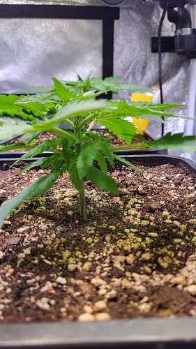 Growreport Bild 7