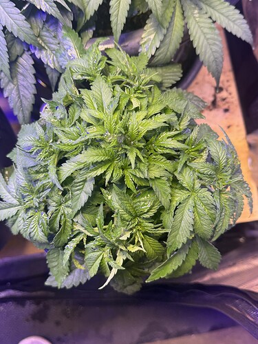 Growreport Bild 100