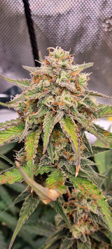 Growreport Bild 27
