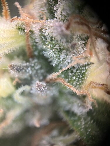 Growreport Bild 33