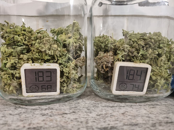 Zwei Gläser mit Cannabis-Buds, jeweils mit einem kleinen digitalen Hygrometer/Thermometer, das die Temperatur und Luftfeuchtigkeit anzeigt.